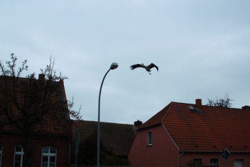 25 Storchendorf Ruehstaedt
